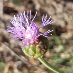 Cheirolophus intybaceus