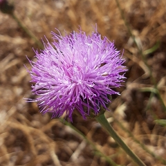 Cheirolophus intybaceus