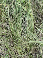 Carex buxbaumii