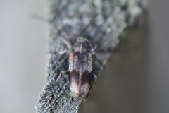 Exocentrus punctipennis