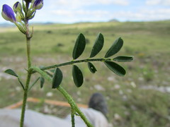 Dalea caeciliae