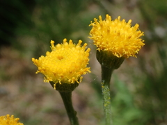 Tephroseris helenitis