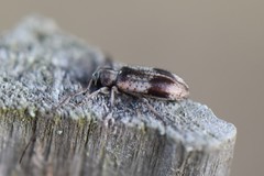 Exocentrus punctipennis