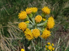 Tephroseris helenitis