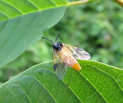 Arge cyanocrocea
