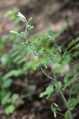 Campanula sibirica