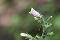 Campanula sibirica