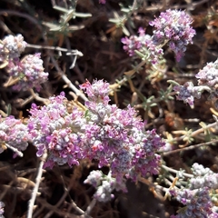 Teucrium capitatum majoricum