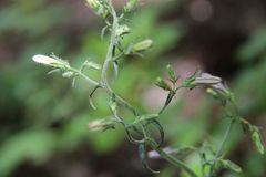 Campanula sibirica