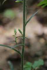 Campanula sibirica