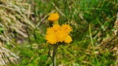 Tephroseris helenitis