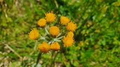 Tephroseris helenitis