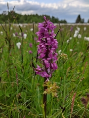 Dactylorhiza