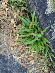 Paspalum fimbriatum