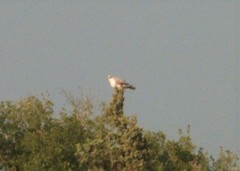 Buteo rufinus