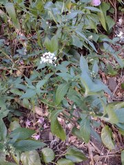 Pentas lanceolata