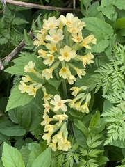 Primula elatior