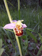 Ophrys apifera apifera