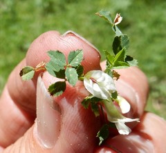 Trifolium monanthum