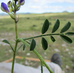 Dalea caeciliae