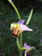 Ophrys apifera apifera