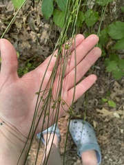 Juncus coriaceus