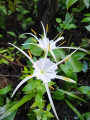 Hymenocallis palmeri