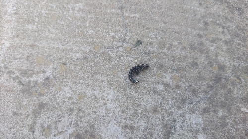 Krijesnice (Lampyridae)