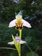 Ophrys apifera apifera