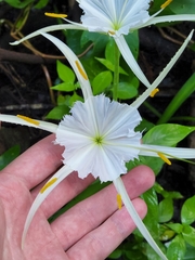Hymenocallis palmeri