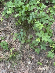 Juncus coriaceus