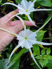 Hymenocallis palmeri