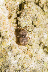Phaenotherion fasciculatum