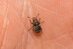Phaenotherion fasciculatum