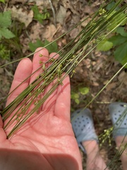 Juncus coriaceus