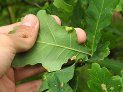 Macrodiplosis pustularis