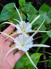 Hymenocallis palmeri