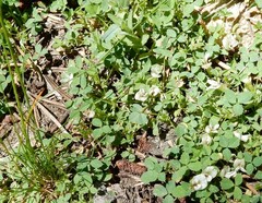 Trifolium monanthum