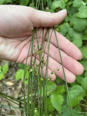 Juncus coriaceus