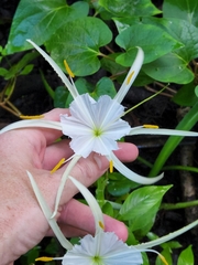 Hymenocallis palmeri