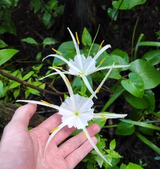 Hymenocallis palmeri