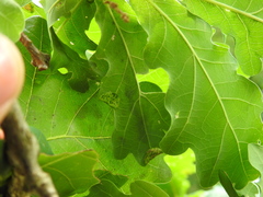 Macrodiplosis pustularis