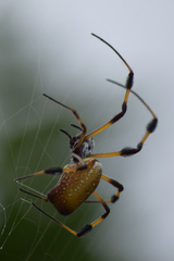 Trichonephila clavipes image