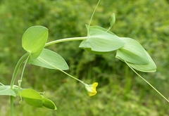 Lathyrus aphaca