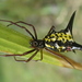 Micrathena raimondi - Photo (c) Carmelo López Abad, some rights reserved (CC BY-NC), uploaded by Carmelo López Abad