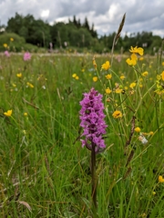 Dactylorhiza