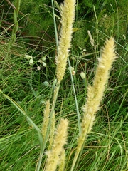Melica transsilvanica