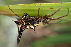 Micrathena raimondi
