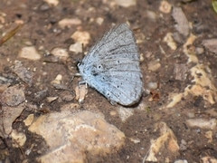 Celastrina argiolus