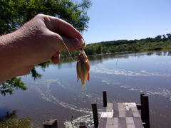 Lepomis humilis